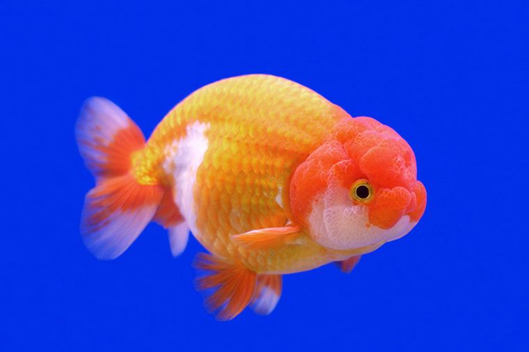 cá vàng ranchu nhật cá vàng ranchu nhật